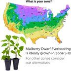 Mulberry Dwarf Everbearing Plant (4 Pack) | Real Live Fruit Plants for Sale| Easy to Grow Live Plants for Organic Gardens | Ideal for Home Gardens, Organic Landscaping, and Indoor or Outdoor Planting.