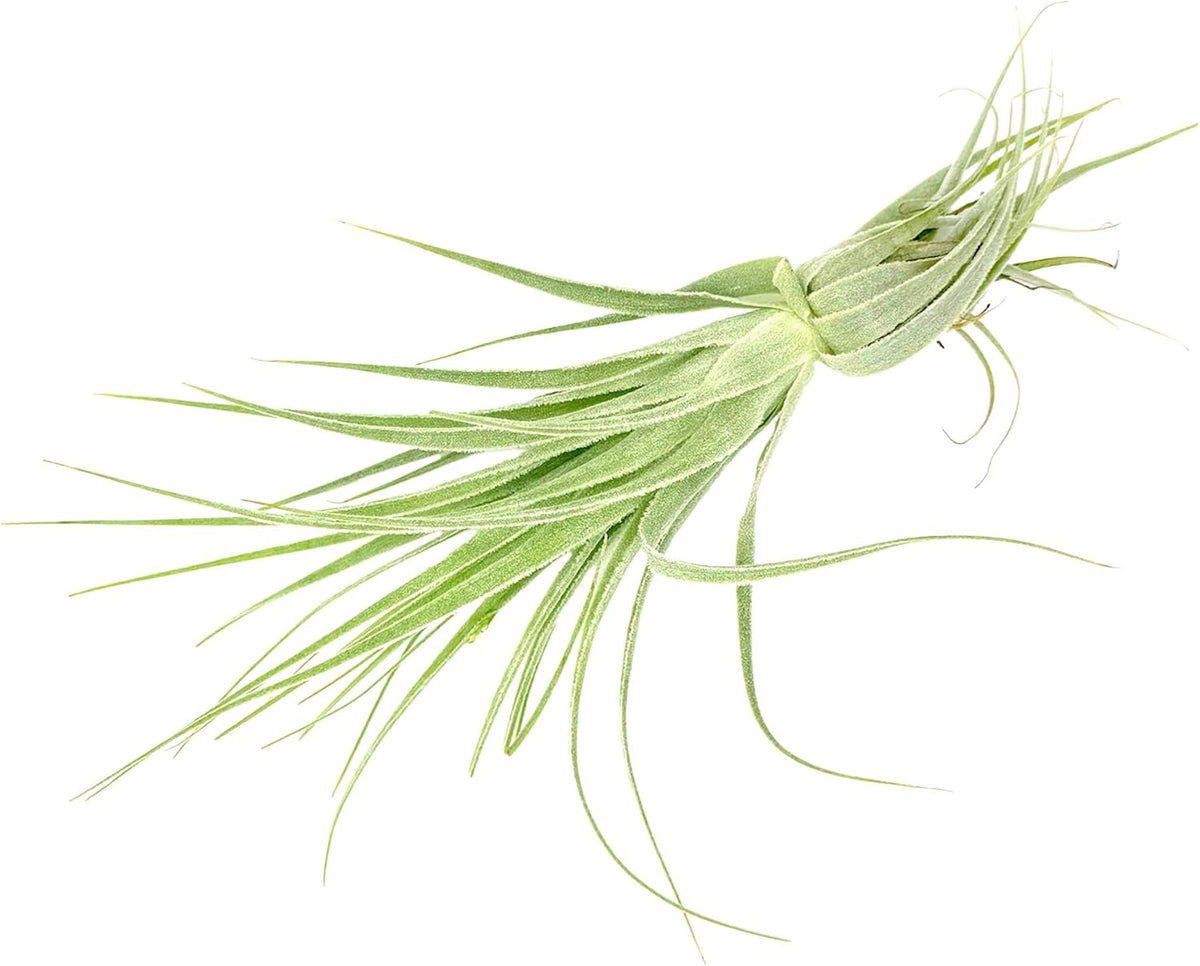 Live Air Plant - Tillandsia Gardneri 5-7” - 5ct - ragnaroc Rare Collectors Indoor Tropical Plant - Live Arrival Guaranteed - House Plants for Home Decor & Gift