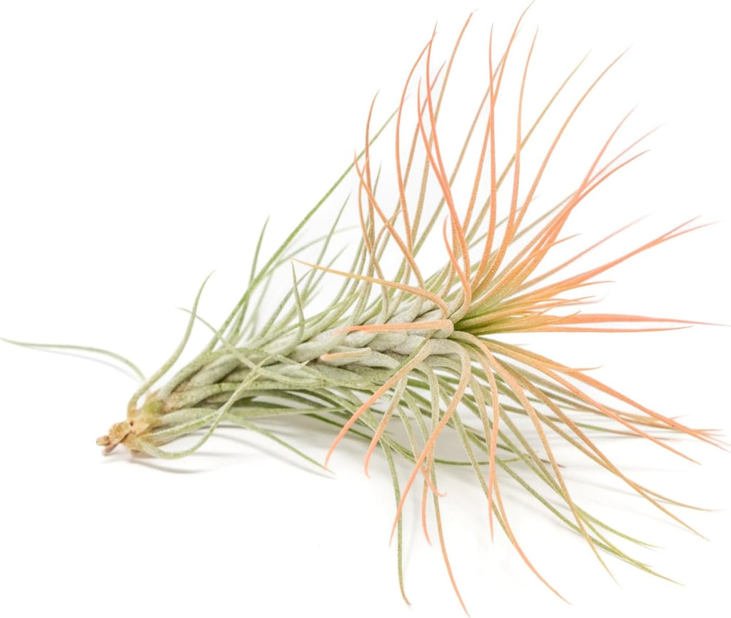 Coral Colorful Tillandsia Air Plants - Long Lasting Color Enhanced Live Tillandsia Succulent House Plants - Home and Garden Decor - Easy Care Indoor/Outdoor Plants (Funckiana, Single)