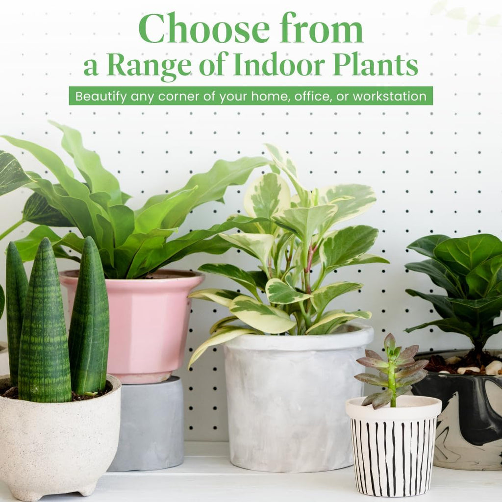 American Plant Exchange Monstera Adansonii 6-Inch – Live Swiss Cheese Vine Plant, Easy-Care Trailing Houseplant, Low-Maintenance Air-Purifying Greenery for Home, Office & Garden Décor