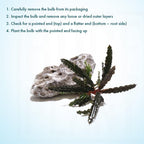 SubstrateSource Live Plants – Bucephalandra Belindae (Bucephalandra belindae) – Low to Medium Light, Dark Iridescent Green Color, Foreground to Midground Placement, Rhizome Growth - Loose, 1 Pack