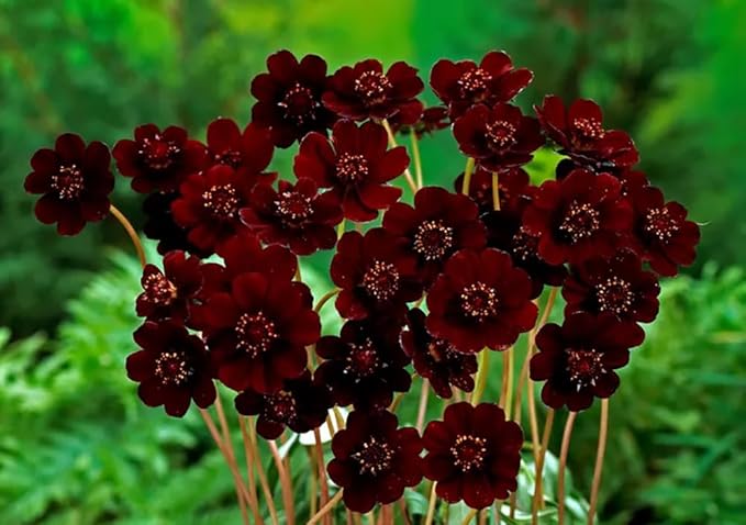 200+ Chocolate Cosmos Seeds Double Flowers Garden Planting