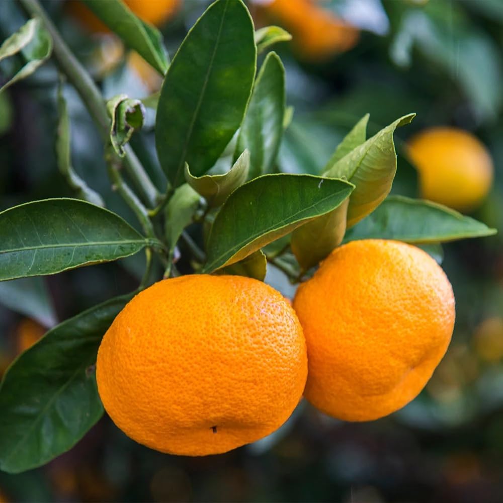 Brighter Blooms - Calamondin Tree, 2-3 Feet - Live Plant - No Shipping to AL, AZ, FL, GA, LA, OR, TX