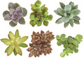 Shop Succulents Unique Succulent Plant Pack Collection - Live Mini Succulent Plants, Low Maintenance, Exceptional Colors & Textures - Wedding and Party Favors, Gift & Garden, Pack of 6