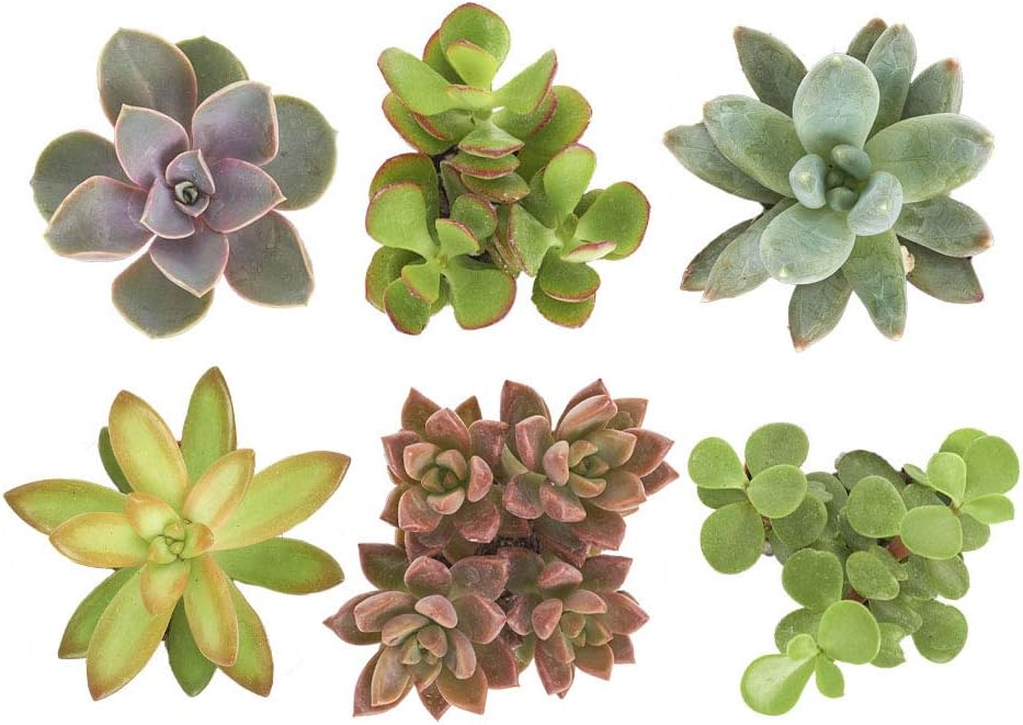 Shop Succulents Unique Succulent Plant Pack Collection - Live Mini Succulent Plants, Low Maintenance, Exceptional Colors & Textures - Wedding and Party Favors, Gift & Garden, Pack of 6