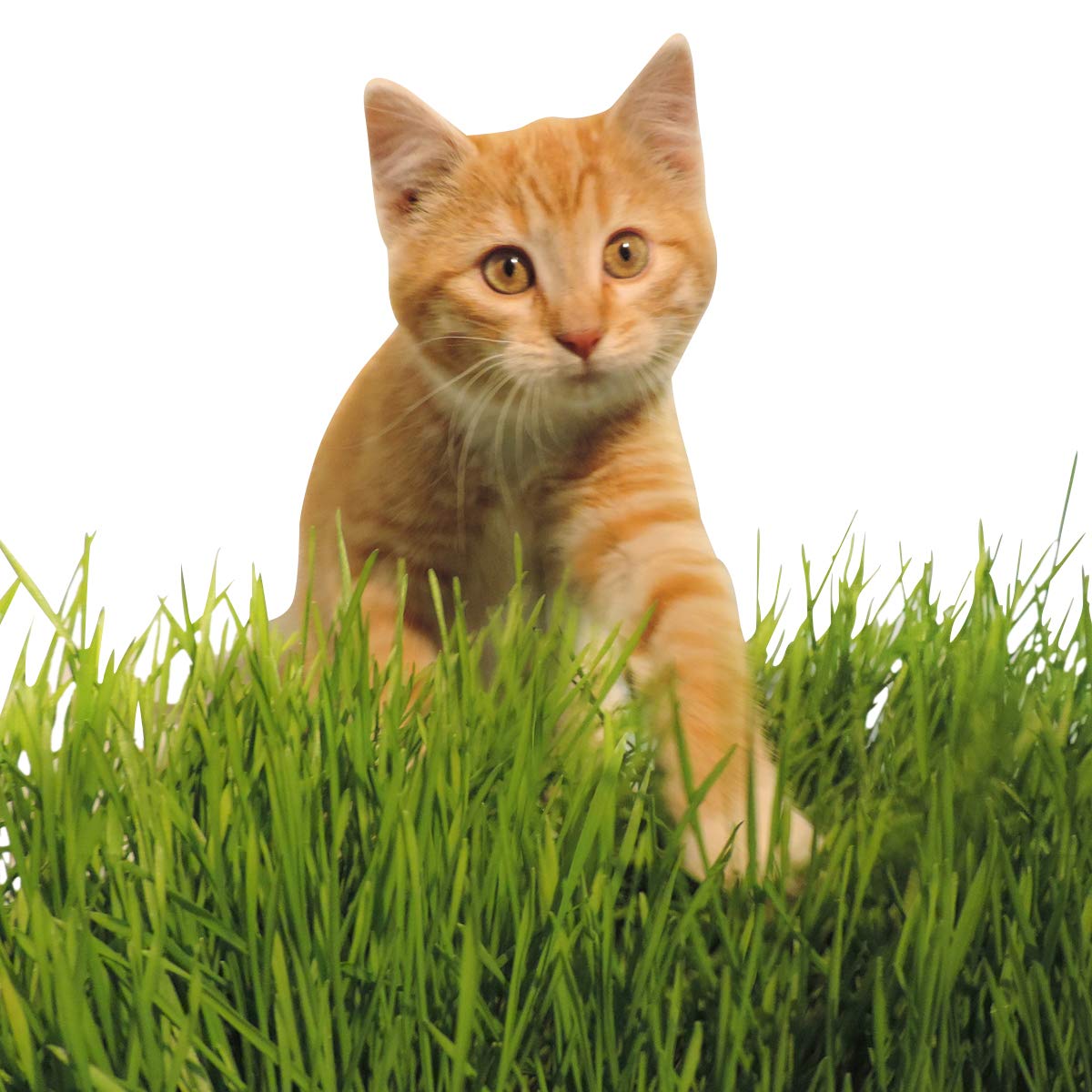Non-GMO, Thunder Acres Premium Wheat Seed, Cat Grass Seed, Wheatgrass, Hard Red Winter Wheat (1 lbs.)
