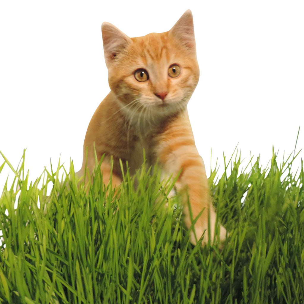 Non-GMO, Thunder Acres Premium Wheat Seed, Cat Grass Seed, Wheatgrass, Hard Red Winter Wheat (10 lbs.)