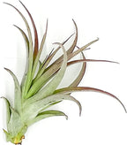 ragnaroc Air Plants - Tillandsia Brachycaulos Multiflora, Jumbo 5-7" - 1 ct - Live Arrival Guaranteed - House Plants for Home Decor & Gift