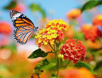 Blood Flower Milkweed Seeds - Food and Host Plant for Monarch Butterflies…