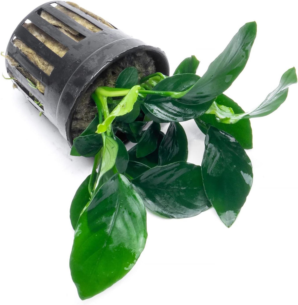 SubstrateSource Anubias Live Aquarium Plants - Potted Freshwater Plant for Fish Tanks, Terrariums - Beginner Friendly Low Light (Barteri, 1 Pot)