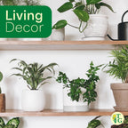 Thorsen's Greenhouse Live Green English Ivy Plant, Hedera Helix, Natural Air Purifier, Easy to Grow, Live Indoor Houseplant, 4" Diameter Pot (Natural)