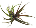 ragnaroc Air Plants - Tillandsia Brachycaulos Abdita, Large 4-6" - 2 ct - Live Arrival Guaranteed - House Plants for Home Decor & Gift