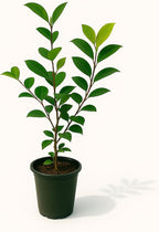 Kramers' Camellia, Live Flowering Shrub, 1 Gallon, Rosy-Red Blooms, Dark Green Foliage