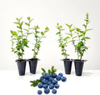 Pink Lemonade Blueberry (Emerald)