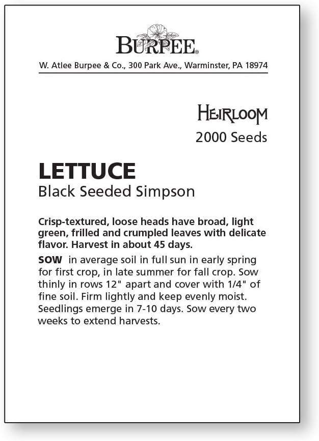 Burpee Black Seeded Simpson Lettuce Seeds 2000 seeds