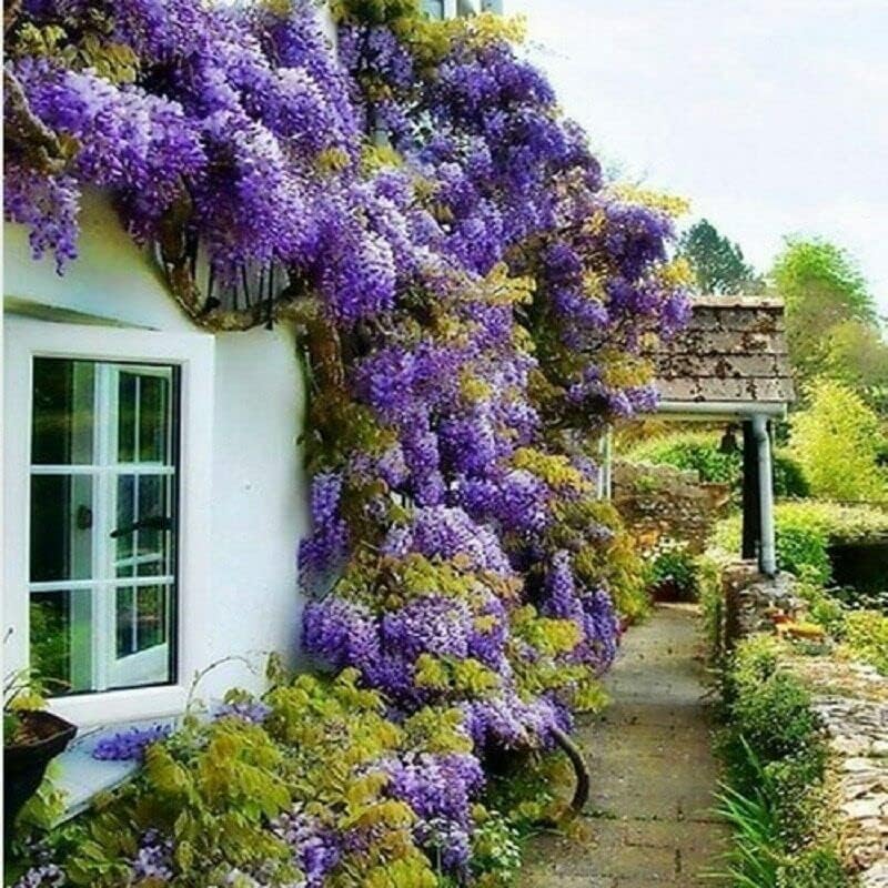 2 Blue Flowering Chinese Wisteria Vines - 6-12" Tall Live Plants - Wisteria Seedlings - Wisteria sinensis - (2 Pack)