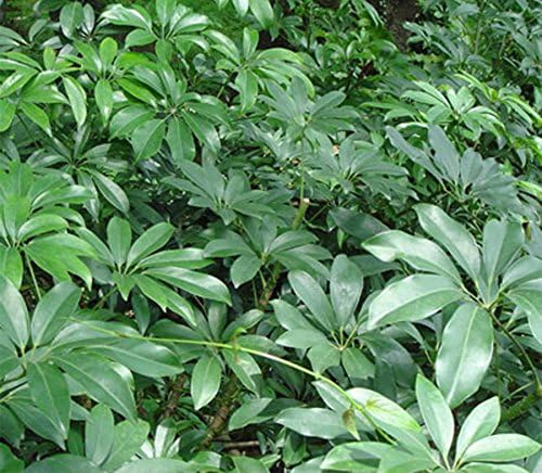 American Plant Exchange Schefflera Arboricola – 10-Inch Pot – Live Easy Care Tropical Shrub, Outdoor or Indoor Umbrella Plant for Patios, Landscapes, Entryways & Home Garden Décor