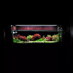 SubstrateSource Live Aquarium Stem Plants - Freshwater Aquatic Plant for Fish Tanks, Aquascaping - (Bacopa Monnieri Moneywort, 1 Bunch)