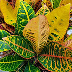 Croton Petra Plant - Tropical Foliage Plant Live - Overall Height 20" to 24" - Tropical Plants of Florida