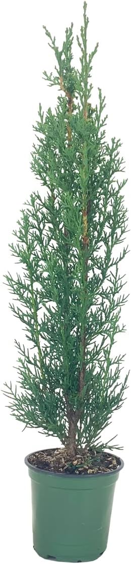 Italian Cypress Tree | 10 Live 4 Inch Pots | Cupressus Sempervirens | Formal Elegant Mediterranean Style Plants