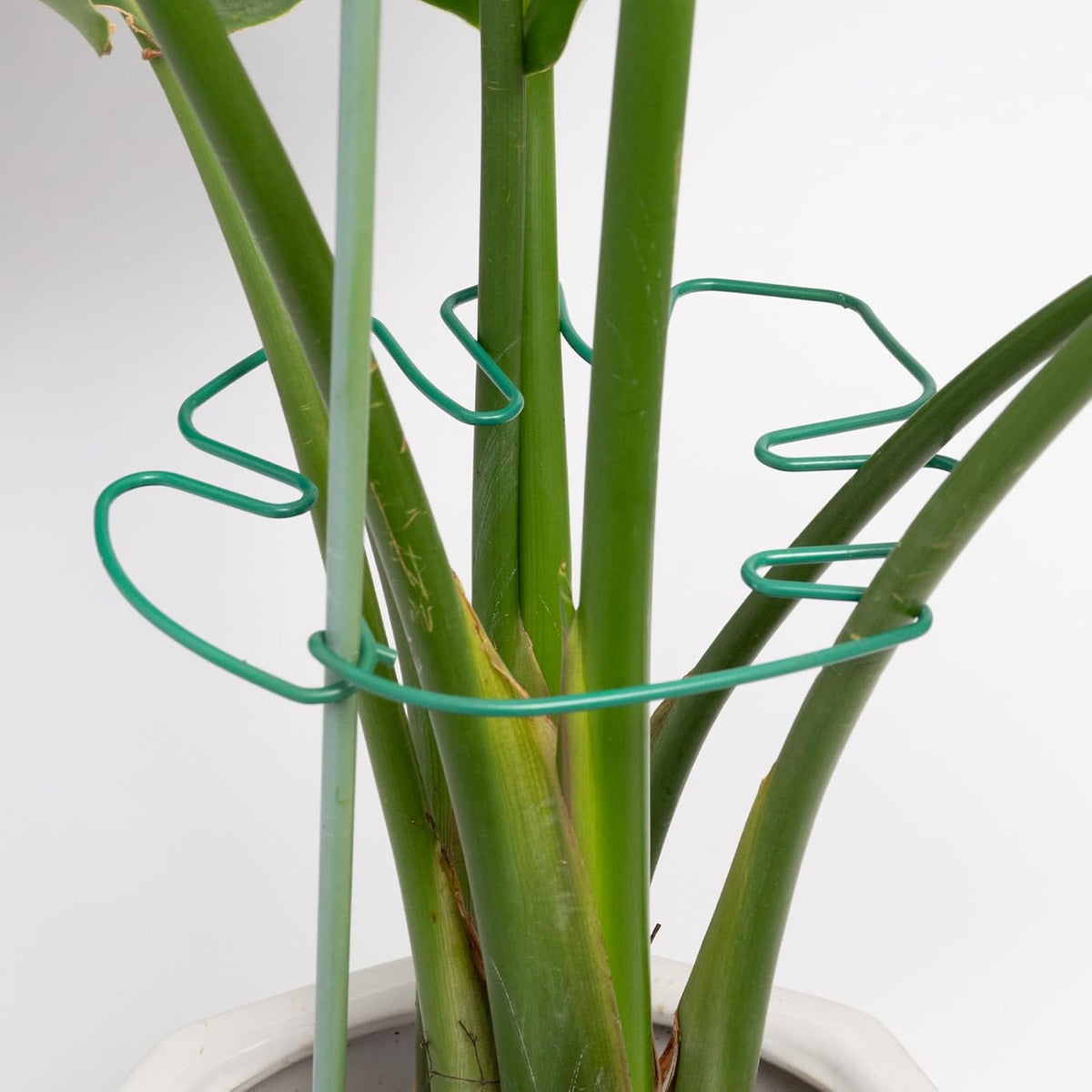 5PCS Monstera Plant Stem Support 7.3*6.25IN Adjustable Holder for Indoor Plants, Durable Metal Structure with Gentle Clips, Perfect for Fishbone Cactus & Climbing Plants, Ideal Gardening Gift