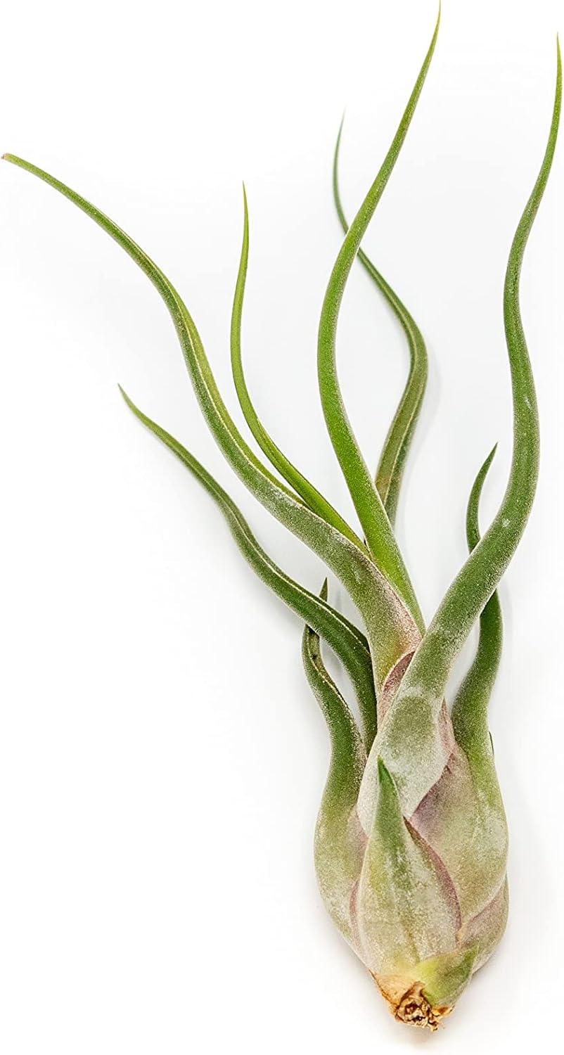 Tillandsia Caput Medusae Air Plants - Live Succulent House Plants - Available in Wholesale and Bulk - Home and Garden Decor - Easy Care Indoor/Outdoor Air Plant (Pack of 12)