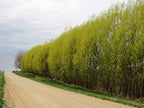 50 Hybrid Willow Trees - Fast Privacy Trees or Shade - Austree Willow Grow 6-10 Feet Per Year - Privacy Hedge