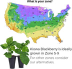 BlackBerry Plant Kiowa (4 Pack) | Live Fruit Plant for Planting | Extra-Large, Juicy & Sweet Berries | Thorny & High-Yielding Variety | Perfect for Fresh Eating, Jams & Organic Gardening