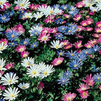 Anemone Blanda Mix Bulbs for Planting - Perennial, Attracts Bees & Showy Flowers | Blooms in Mid Spring, Easy to Grow & Maintain (12 Pack)