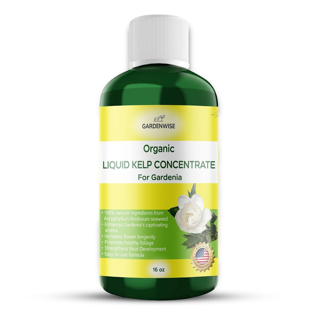 Organic Premium Kelp Seaweed Concentrate for Gardenia - Liquid Fertilizer - Liquid Plant Food - Nutrient-Rich Soil Enhancer - Natural Plant Food for Gardenia Plant (16 OZ), OLKC-14