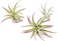 Fuchsia Colorful Tillandsia Air Plants - Long Lasting Color Enhanced Live Tillandsia Succulent House Plants - Home and Garden Decor - Easy Care Indoor/Outdoor Plants (Harrisii, Pack of 3)