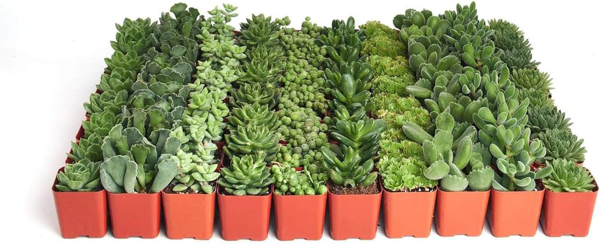 Shop Succulents Verde Succulent Plant Pack Bulk Collection - Live Mini Succulent Plants, Low Maintenance, Mix of Green Succulents & Textures - Wedding and Party Favors, Gift & Garden, Pack of 64
