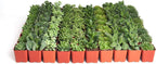 Shop Succulents Verde Succulent Plant Pack Bulk Collection - Live Mini Succulent Plants, Low Maintenance, Mix of Green Succulents & Textures - Wedding and Party Favors, Gift & Garden, Pack of 32