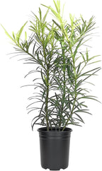 Podocarpus Japanese Yew | 3 Live 4 Inch Plants | Podocarpus Macrophyllus | Evergreen Shrub, Low Maintenance, Drought Tolerant, Privacy Screen Landscaping, Fast Growing, Ornamental Foliage