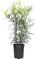 Podocarpus Japanese Yew | 5 Live 4 Inch Plants | Podocarpus Macrophyllus | Evergreen Shrub, Low Maintenance, Drought Tolerant, Privacy Screen Landscaping, Fast Growing, Ornamental Foliage