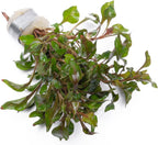 SubstrateSource Alternanthera Bettzickiana - Decorative Live Aquatic Plant for Terrariums and Paludariums - (Bettzickiana, 1 Bunch)