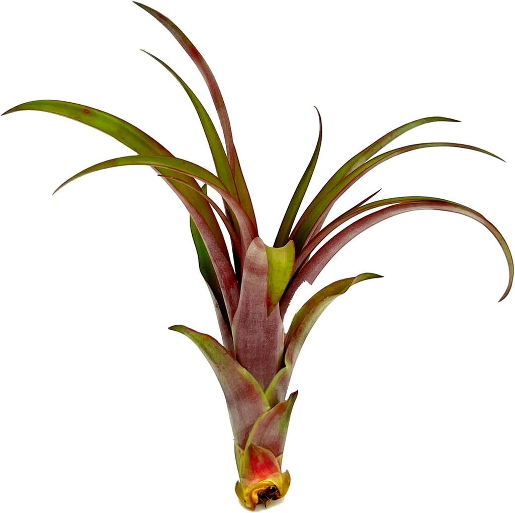 ragnaroc Air Plants - Tillandsia Red Capitata, Large 5-7” - 1ct - Live Arrival Guaranteed - House Plants for Home Decor & Gift