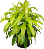 American Plant Exchange Dracaena Limelight Madagascar Dragon Tree – 3-Gallon with Pot – Live XL Indoor/Outdoor Plant, Bright Foliage Air Purifier for Home, Office, or Patio Decor