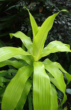 American Plant Exchange Dracaena Limelight Madagascar Dragon Tree – 3-Gallon with Pot – Live XL Indoor/Outdoor Plant, Bright Foliage Air Purifier for Home, Office, or Patio Decor