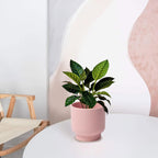 LB Pink Ceramic Plant Pots for Indoor Plants, Succulent Planters Ceramic Plant Pot, Cute Flower Pots for Living Room Office Home Decor, Round Flower Pot of 4.3 Inch(Plant Not Included)