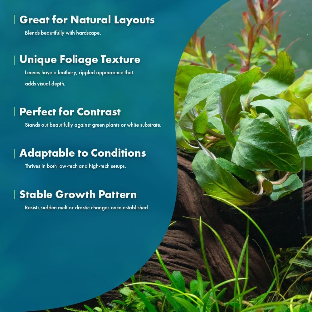 SubstrateSource Live Plants - Staurogyne Bihar (Staurogyne sp. Bihar) - Moderate to High Light Aquarium Display, Olive Green Accent, Foreground to Midground Aquascaping - Pot