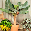 Dwarf Cavendish Banana Plant Live, 4-6" Tall Well-Rooted for Indoor Tropical Displays, Cold Hardy Banana Fruit Tree