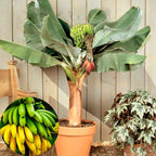 Mixed Banana Plant Live, 4-6" Tall Well-Rooted for Indoor Tropical Displays, Cold Hardy Banana Fruit Tree