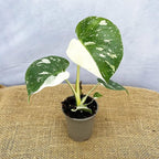 Mix Monstera Plant, Rare Tropical Monstera Well Rooted, Philodendron Indoor Houseplant 4-8 Inches Ready to Plant (Variegated White Monstera)
