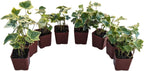 Gold Child English Ivy Plants, Set of 8, Hardy Groundcover, 2 1/4" Pot