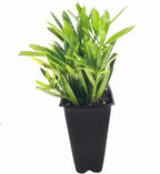 Dwarf Podocarpus Macrophyllus Pringles - 3 Live Plants - Dense Evergreen Low Hedge or Bonsai