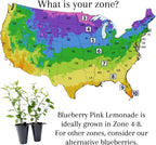 Pink Lemonade Blueberry (Pink Lemonade)