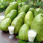 3 Years Old Soursop Tree Plant Live in 3 Gallon Pot, 2-3 Feet Soursop Trees Seedling Tropical Fruit, Sweet Annona Muricata Guanabana for Outdoor Planting, Can not Ship to California