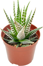 Live Succulents Haworthia fasciata 'Big Band' (4-inch), Succulent Plants Fully Rooted in Pots with Soil, Easy-Care House Plant for DIY, Home Office Decor, Wedding Party Favor