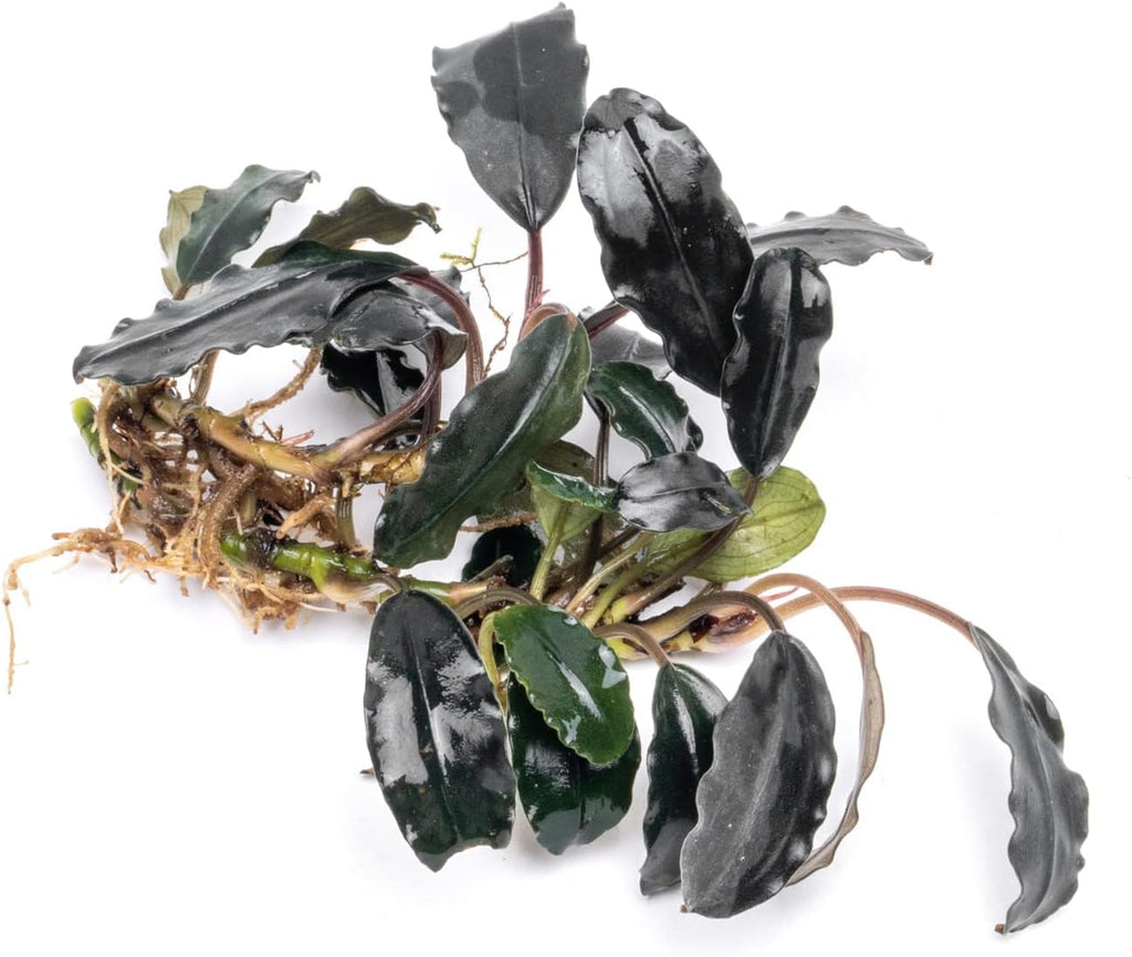 SubstrateSource Bucephalandra Deep Purple Live Aquarium Plant - Natural Freshwater Fish Tank Decorations and Aquatic Decor (Plant (10-15 Leaves))